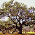 Emancipation Oak