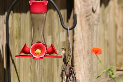 Thirsty Lil Hummingbird 